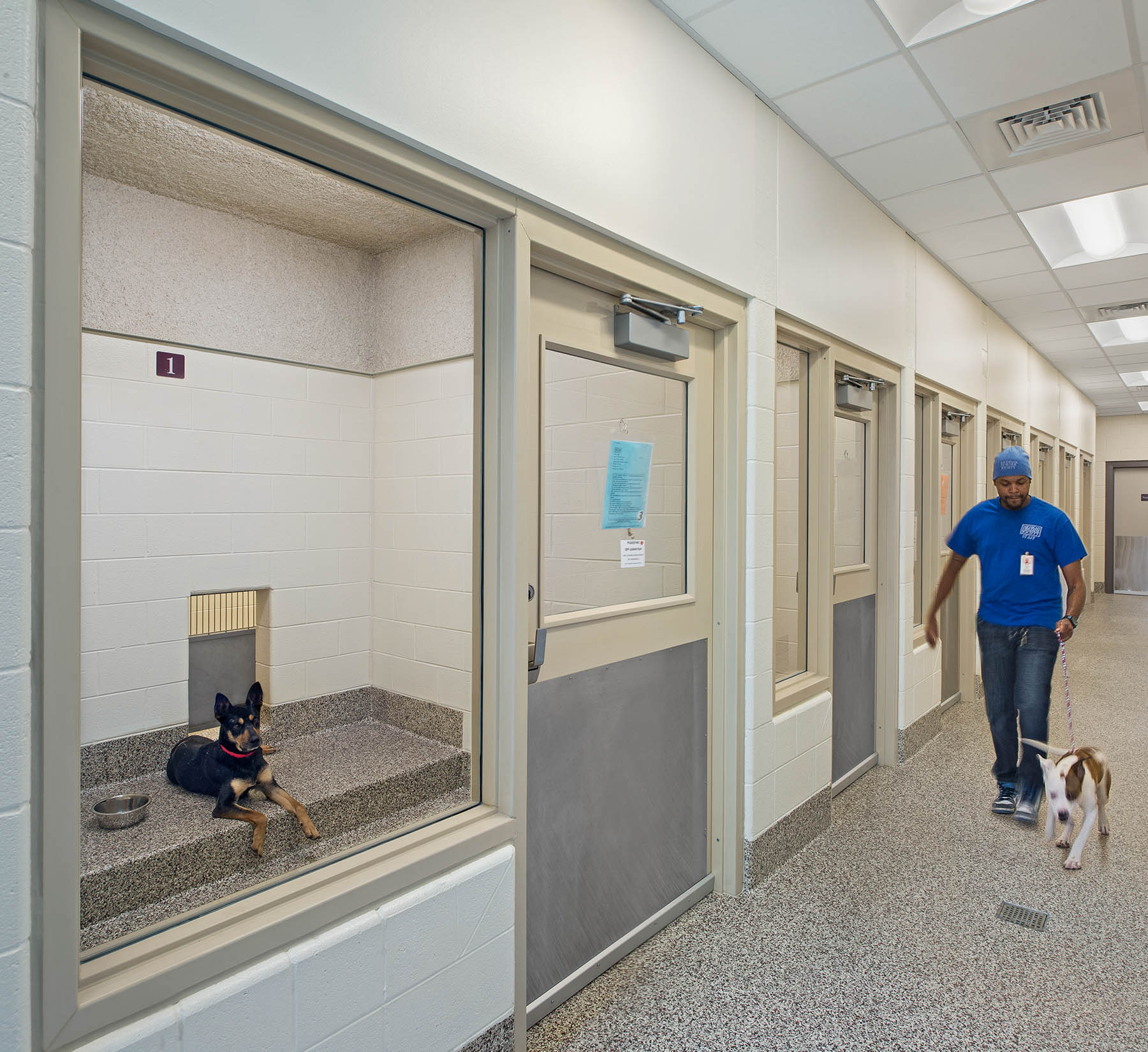 Shelter at the Michigan Humane Society